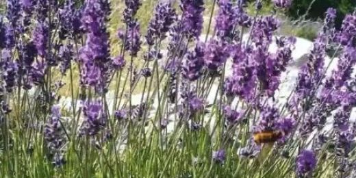 Fête de la Lavande sauvage, Gréolières 28 juillet 2024