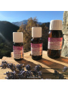 he_lavande-officinale