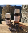ms_lavande-officinale