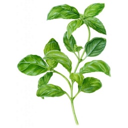 basilic_estampe