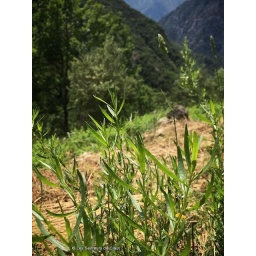 Huile essentielle BIO Estragon
