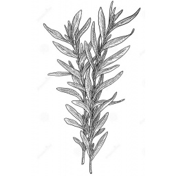 estragon_estampe