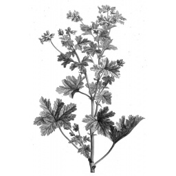 geranium-bourbon_estampe