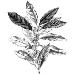 laurier_estampe