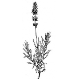 lavandula_angustifolia_estampe