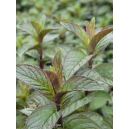 Huile essentielle BIO Menthe poivrée