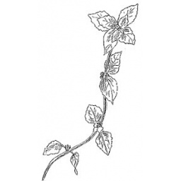 menthe_estampe