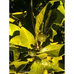 Huile essentielle BIO Petit Grain Bigaradier