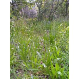 plantain_1