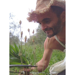 plantain_2