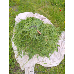 plantain_4