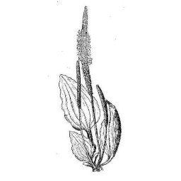 plantain_estampe