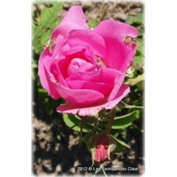 Macération solaire BIO Rose centifolia
