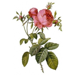 rose-centifolia_estampe