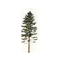 sapin_blanc_estampe