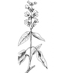 sauge-officinale_estampe