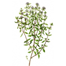 thym_estampe