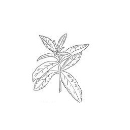 verveine-citronnier_estampe