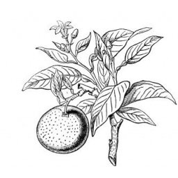 Hydrolat BIO Petit Grain Mandarinier