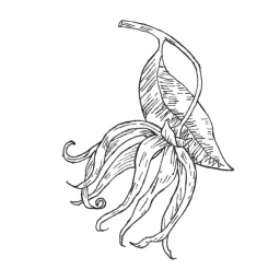 Ylang-Ylang